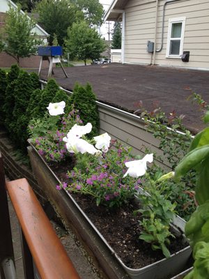 Contributed some beauty to the local landscape by...